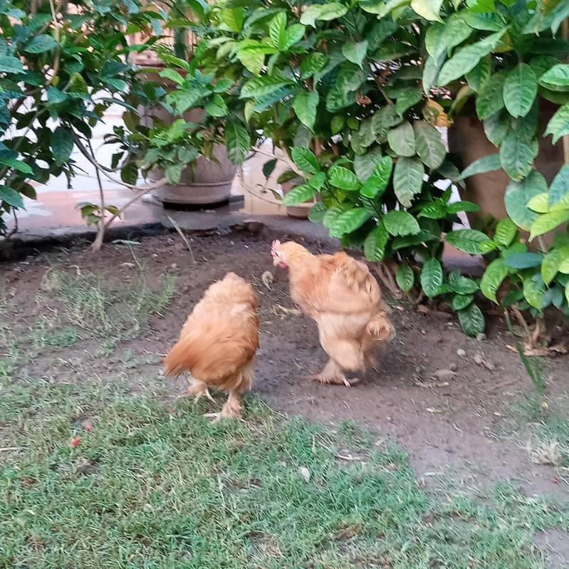 golden buff pair 0