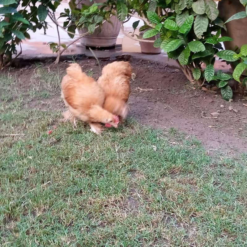 golden buff pair 2