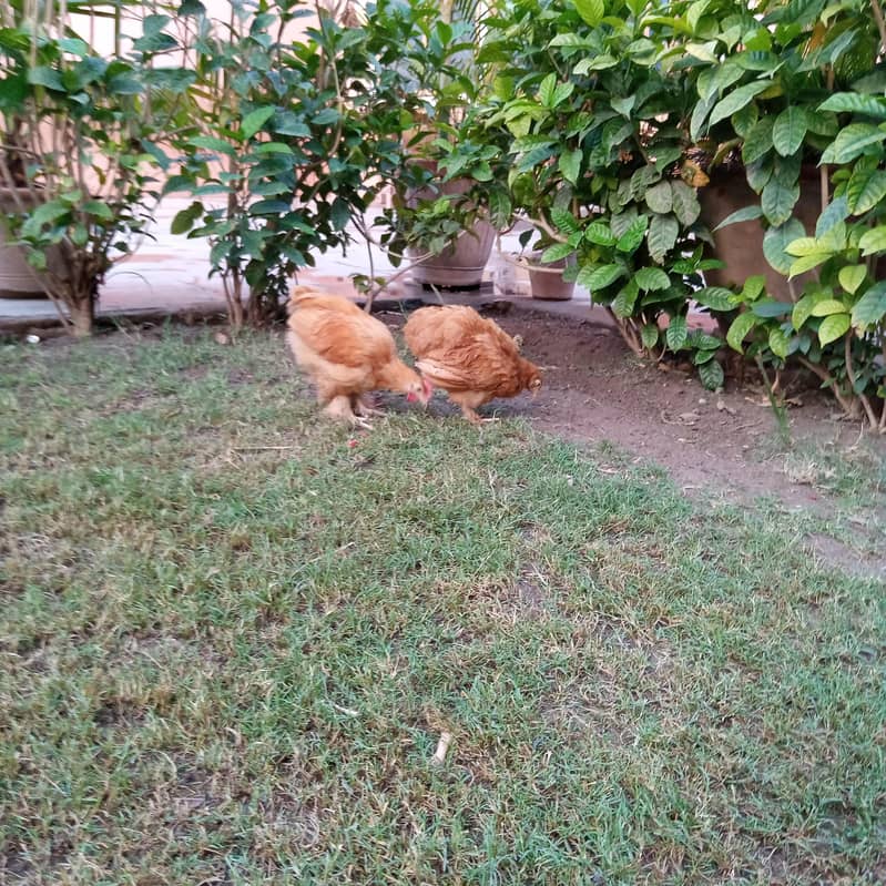 golden buff pair 3