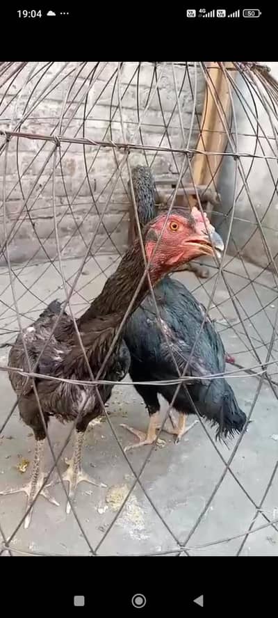 urgent sale for shamo female and crass male