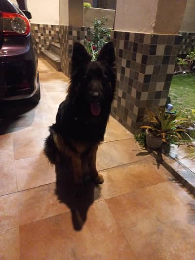 German/Belgian Shepherd  2year4months (NEGOTIABLE)
