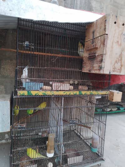 Love bird with Cages