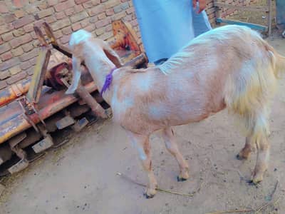 qurbani k liye bakry for sale 2 dant