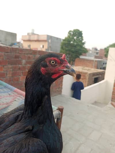 aseel Pakistani