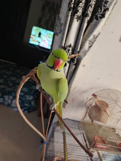 male parrot
