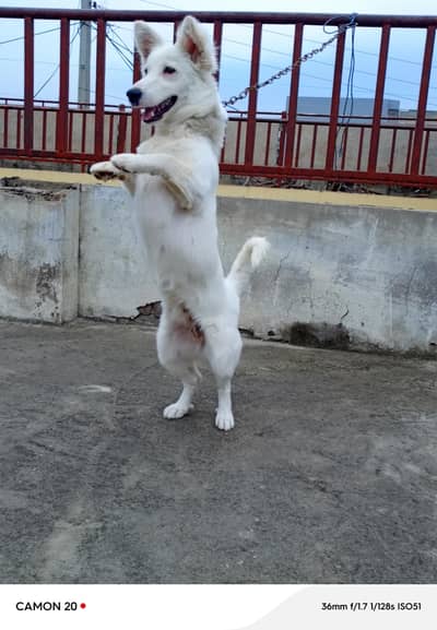 2 court russion female fully active for securty