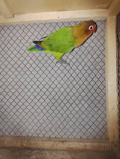 love bird green fisher female