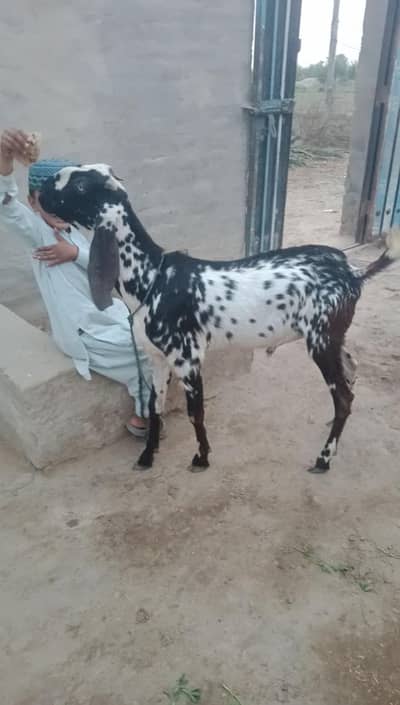 2 Danth Qurbani Bakra – Healthy Chitkabra Goat