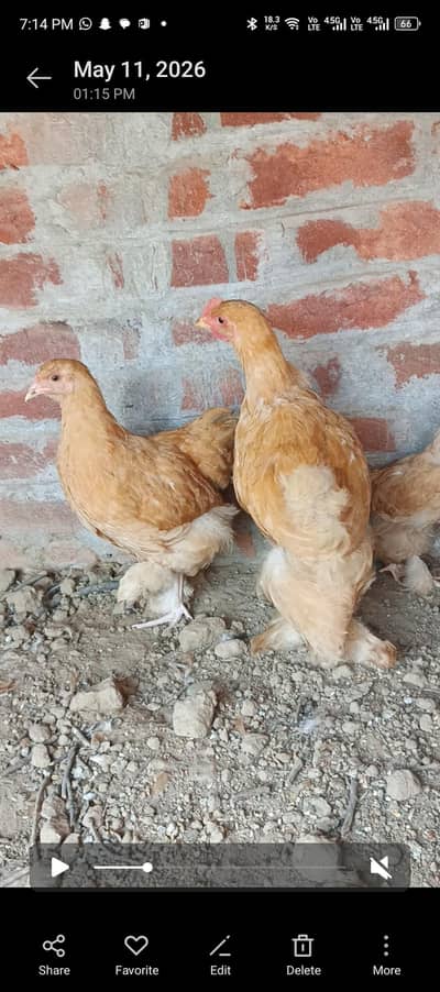 Golden buff pair for sale