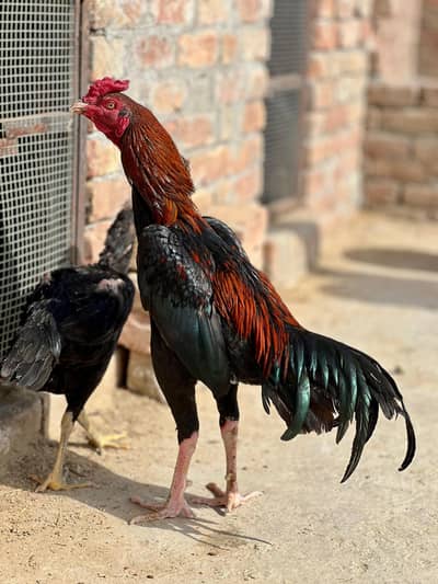 Aseel chick  age 1month 15 din ka hai