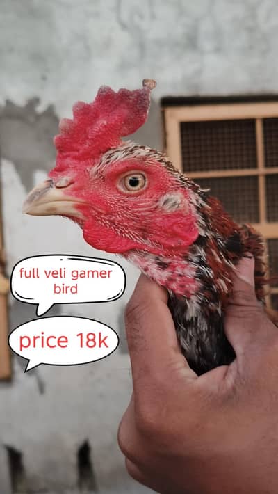 I'm selling my imported home breed need for money urgent sale