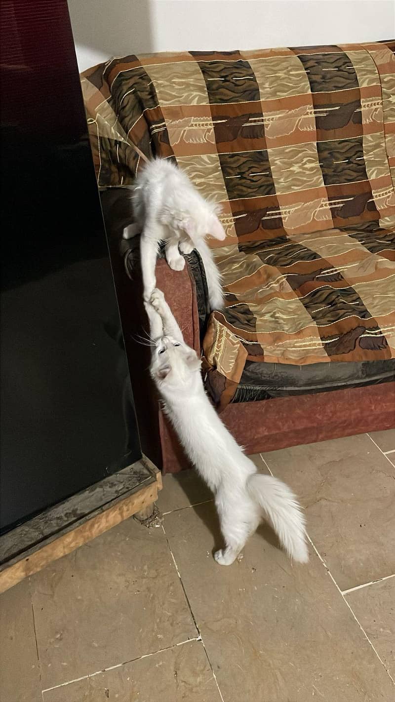 persion cat 0