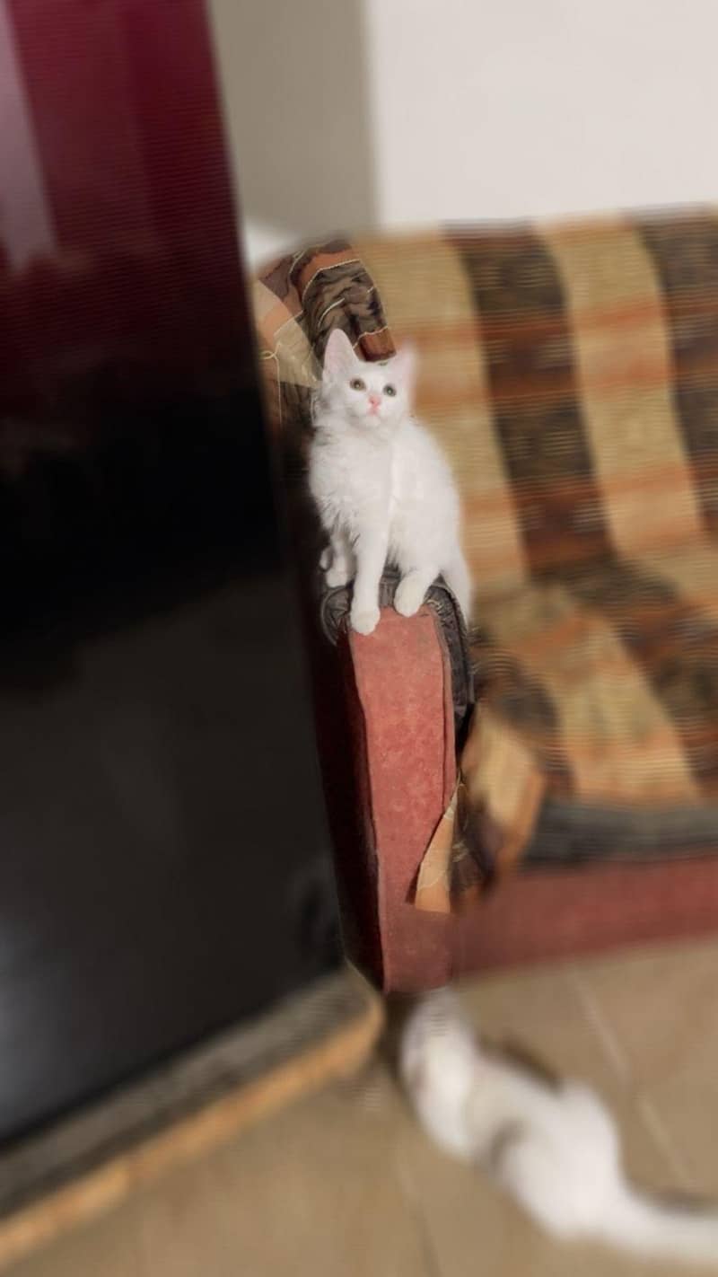 persion cat 1
