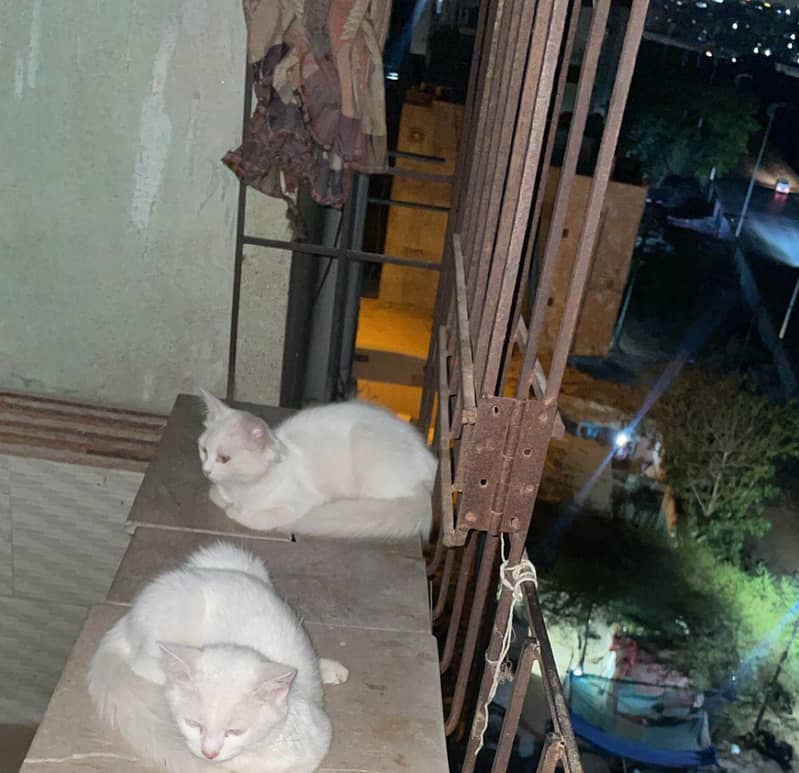 persion cat 2