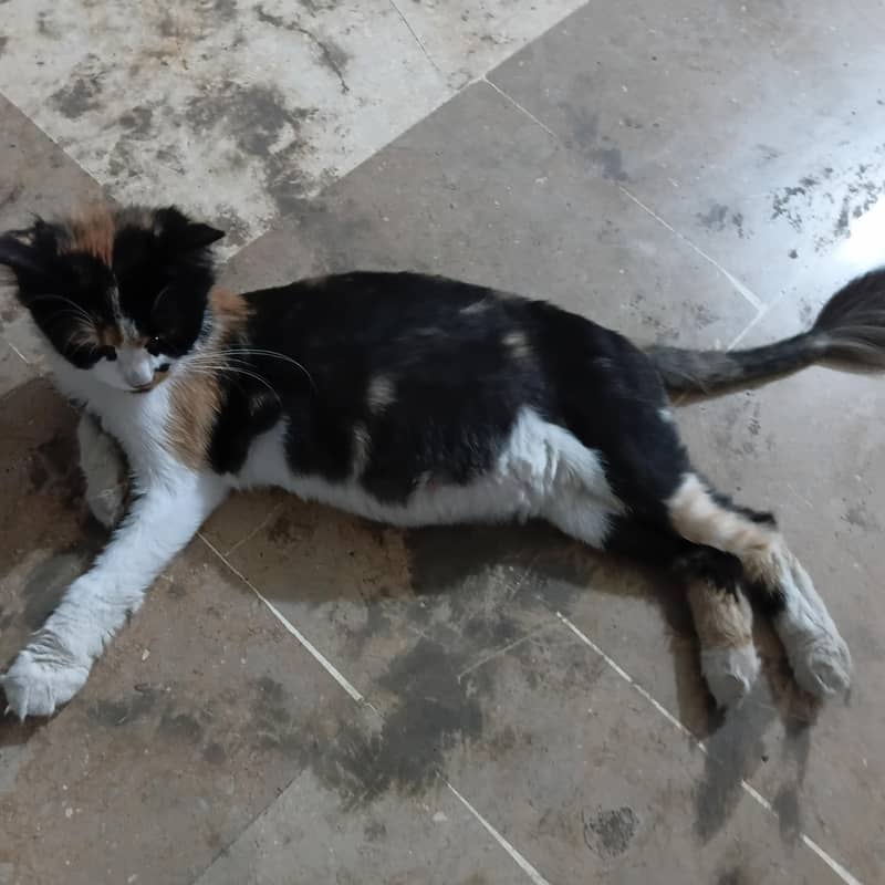 persion cat 3