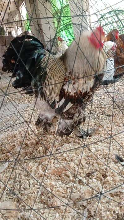 brahma all breeds chicks for sale