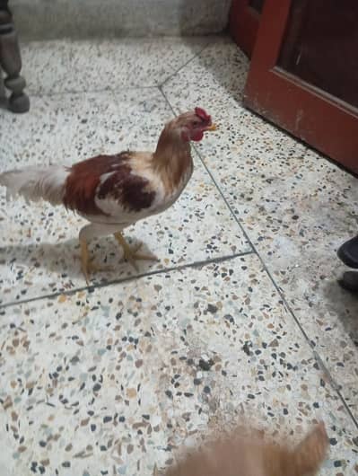 male rooster. . . healthy