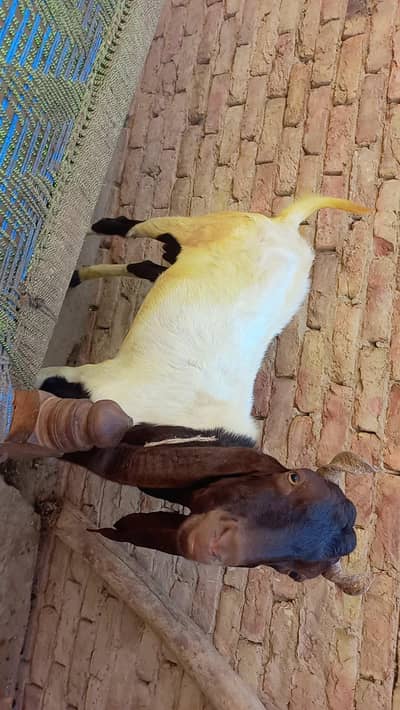 Bakra eid ka qurbani ka liya sahe h