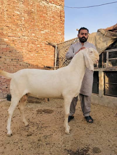 Qurbani Bkra