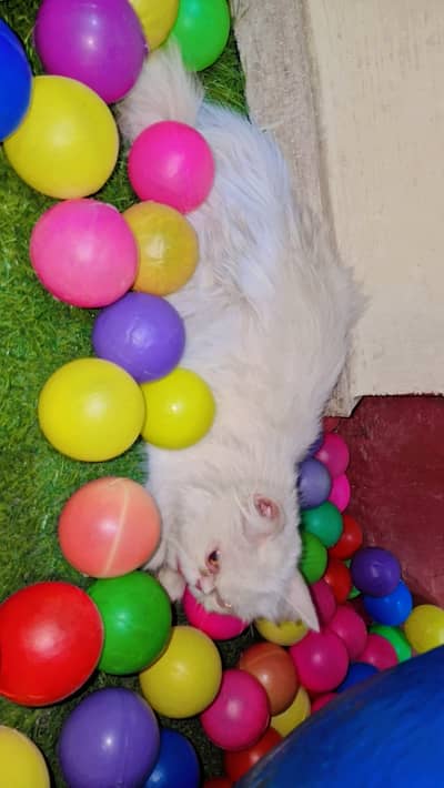 This is my pet