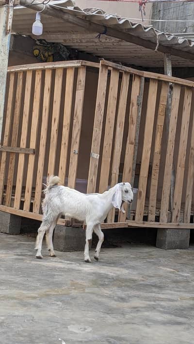 goats