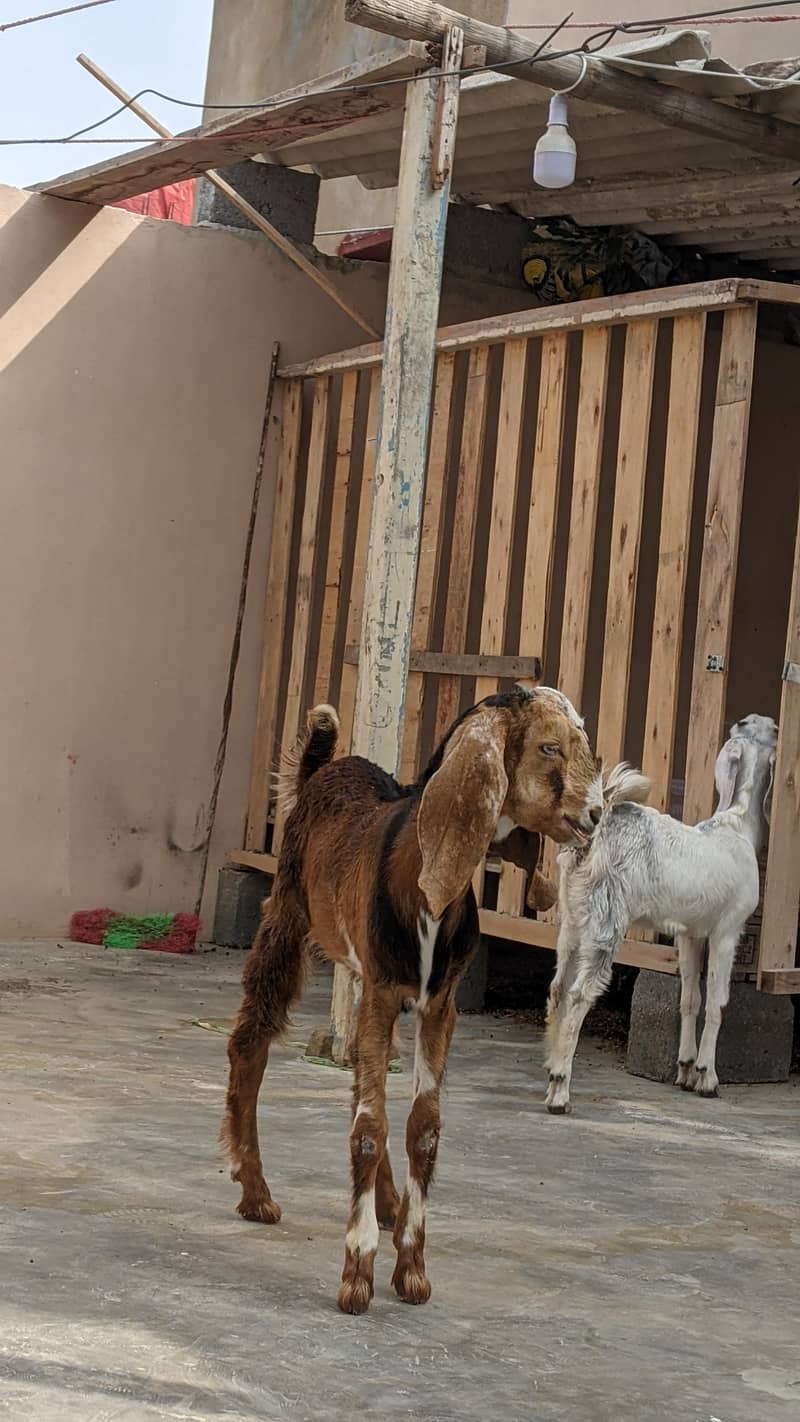 goats 1