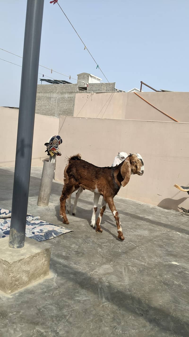 goats 2
