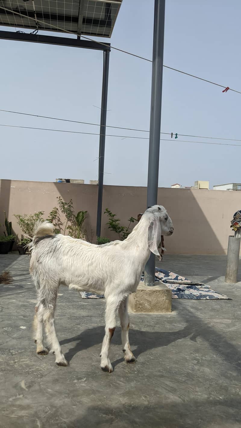 goats 3