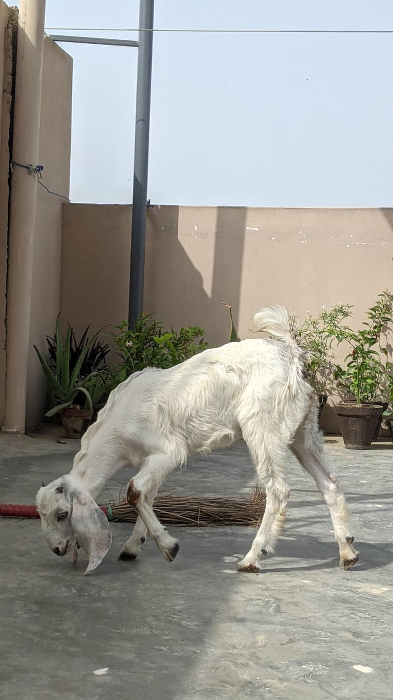 goats 4