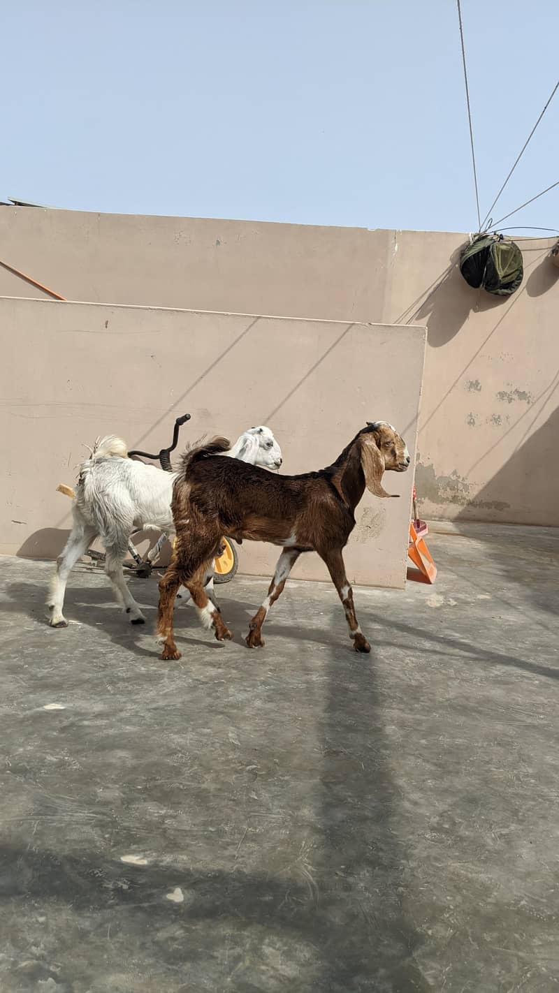 goats 5