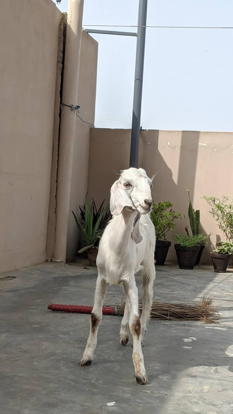 goats 6