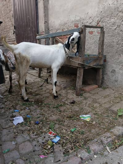 Qurbani Ka Khassi 2nda Bakra