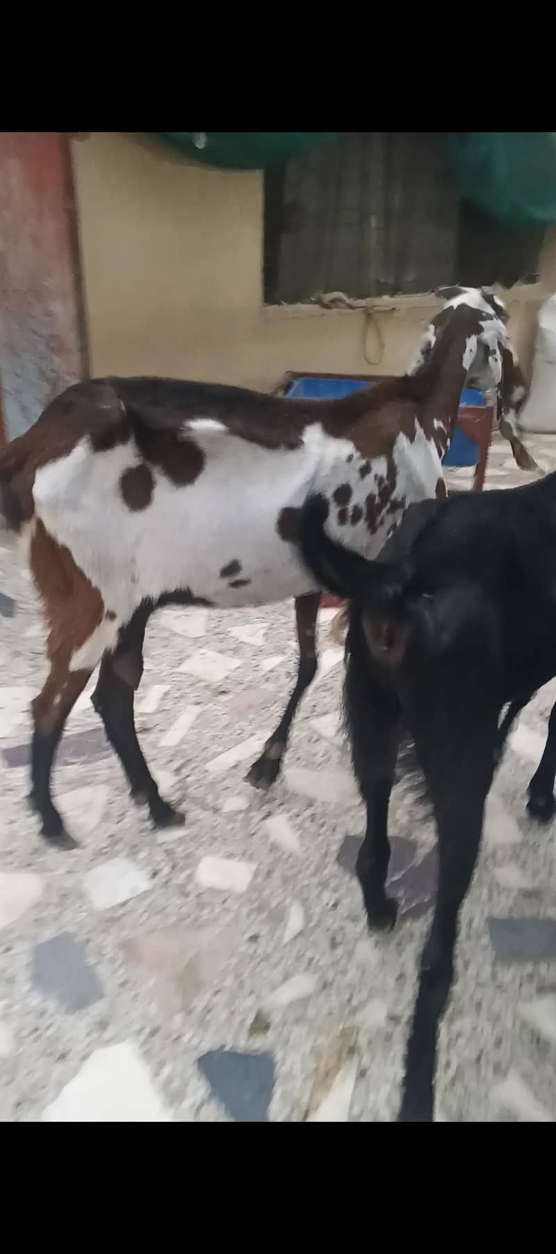 two goats 0