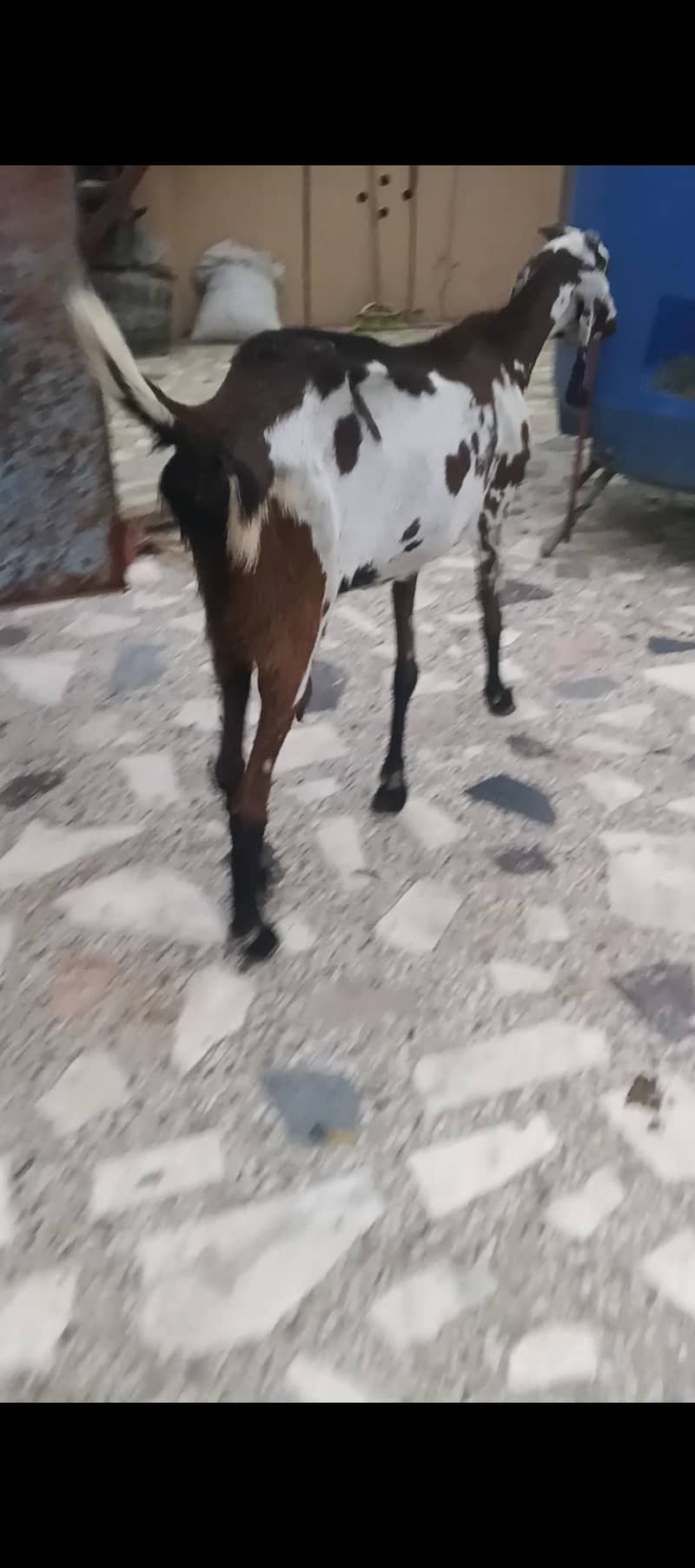 two goats 1