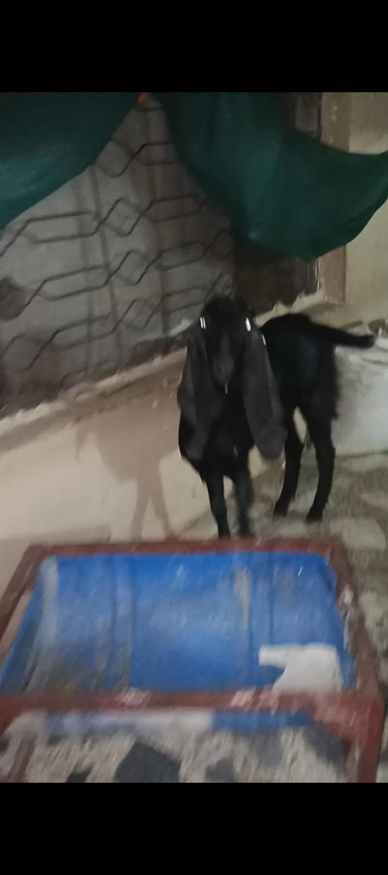 two goats 3
