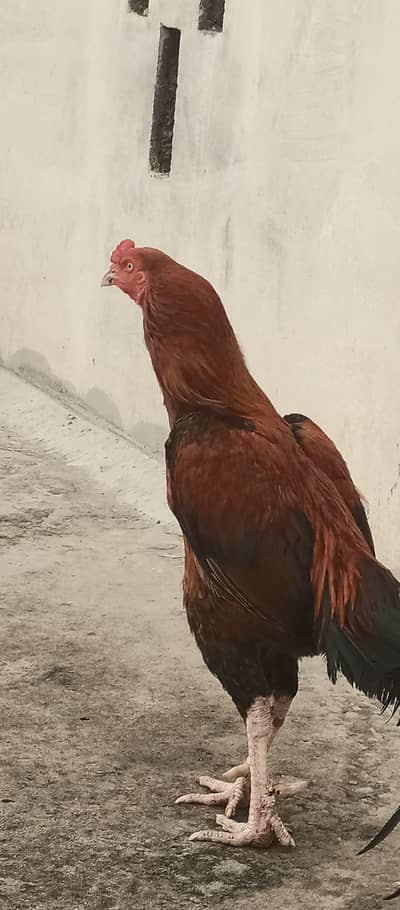 aseel mianwali bredder
