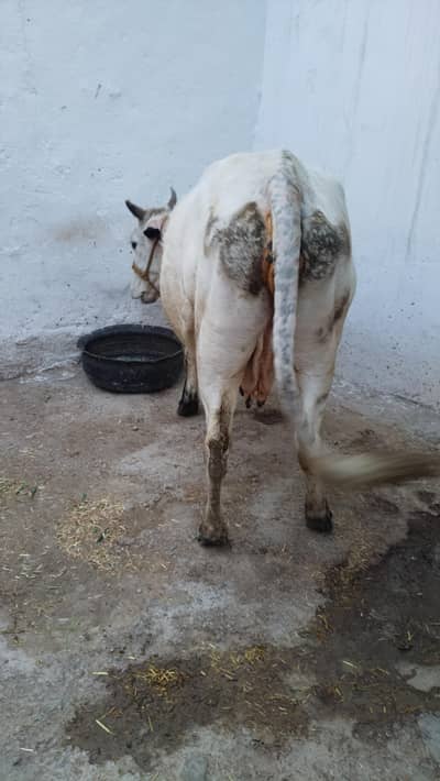 Pregnant cow and wachi available for sell