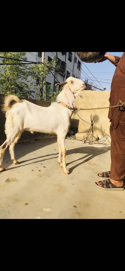 Gulabi bakra 2 daanth