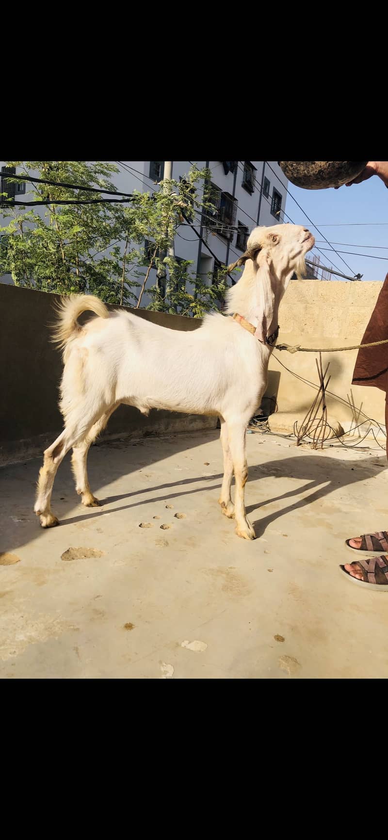 Gulabi bakra 2 daanth 1
