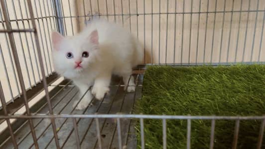 Triple coat Persian Kittens Odd Eyes & Blue Eyes Male Female Pair