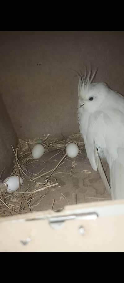 breeder pair of  parrot  cockatiel