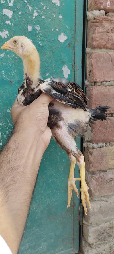 6 aseel healthy and active  top quality chickschicks 9k