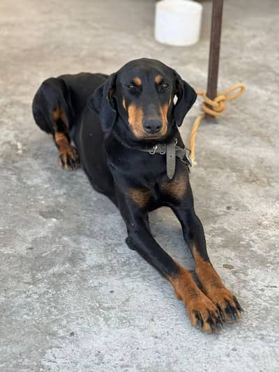doberman femail forsale