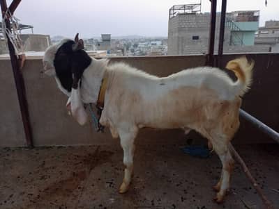 Sindhi Gulabi Kapla Breeder