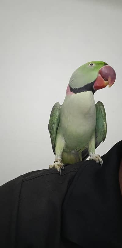 Raw Male for sale