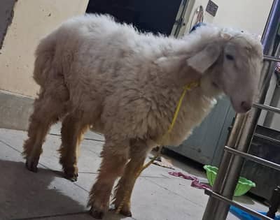 sheep   (domba)