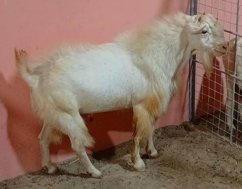 Teada breeder 0