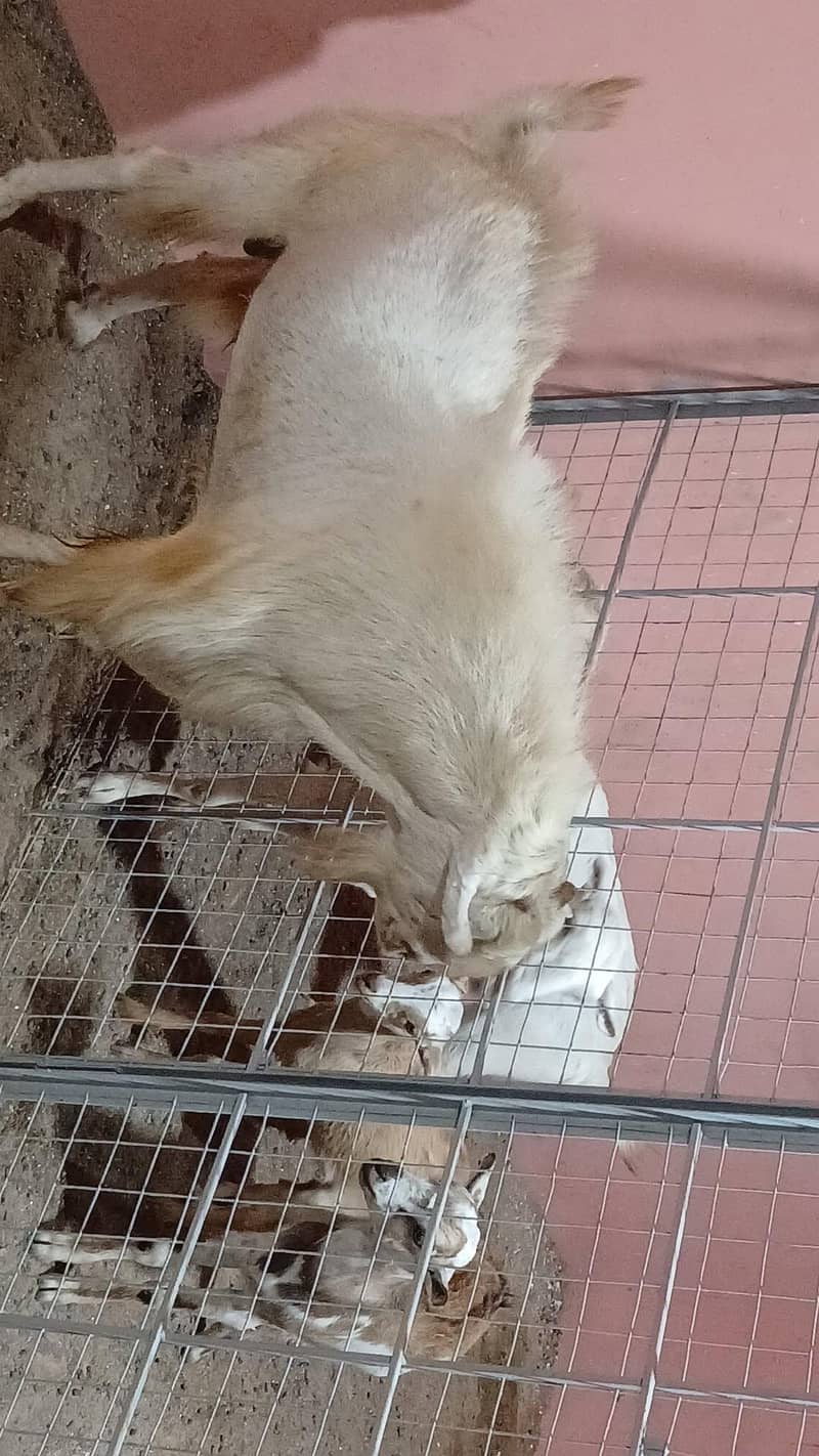 Teada breeder 1