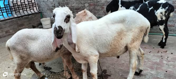 Bakra  fore sale 140000