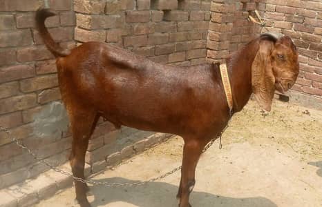 Nagra Bakra jori sale 03035846813